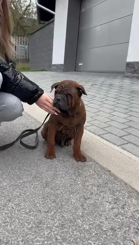 English Bulldog dogs for sale: Extremely rare chongquing puppies in Isleworth - Video 1
