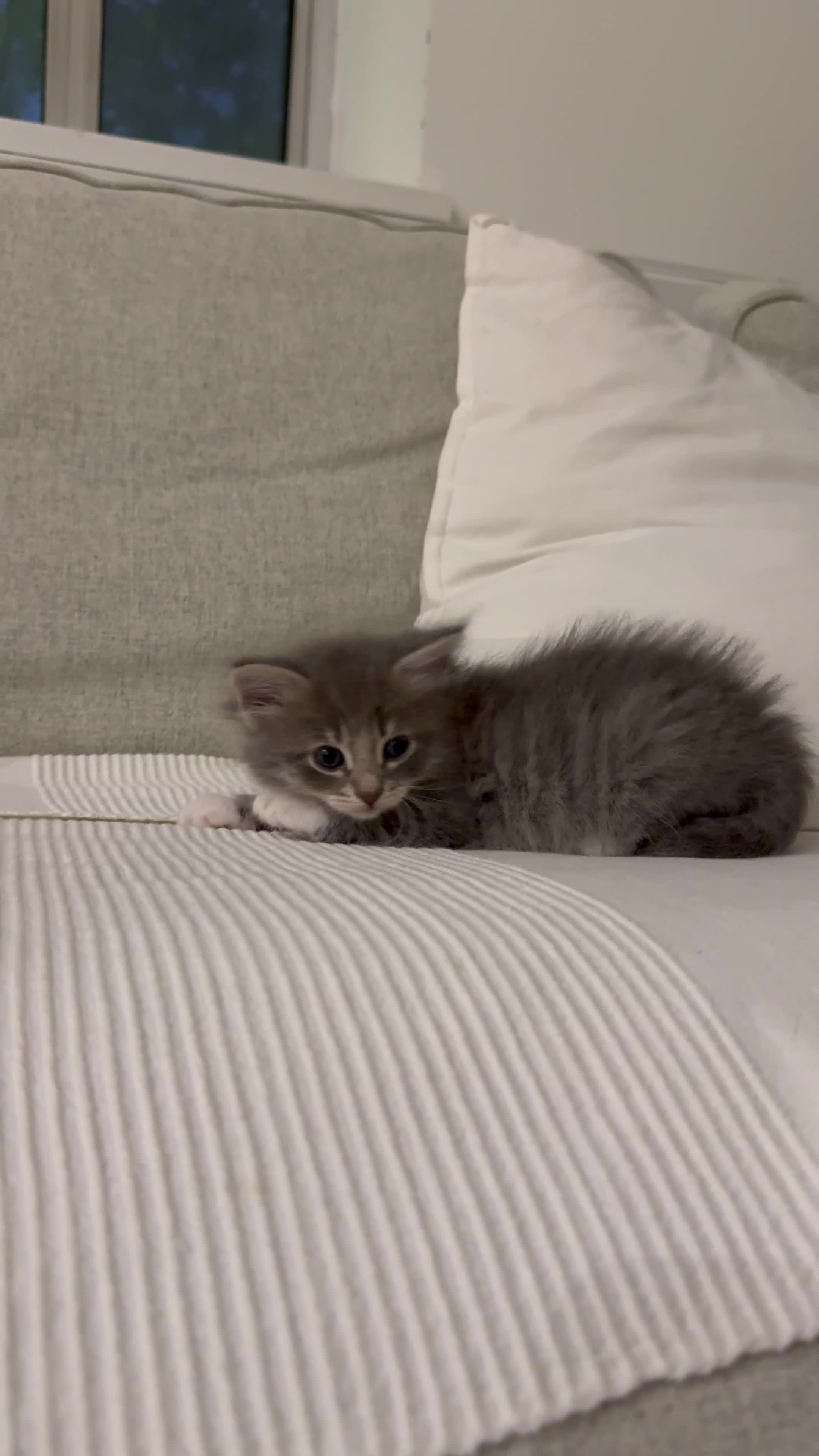 Siberian cats for sale: Siberian Hypoallergenic Kittens  - Video 2
