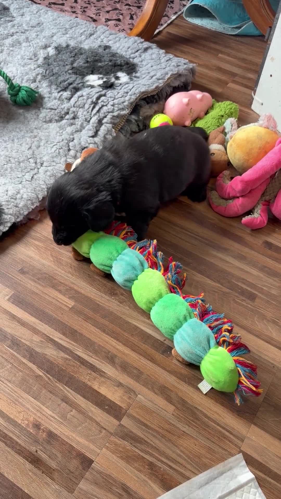 Flat coated Retriever dogs for sale: KC Registered Flatcoated Retriever Puppies - Video 3