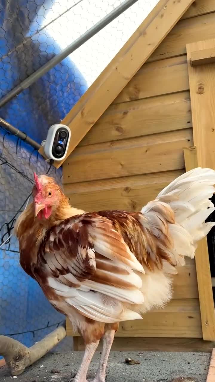 Chickens poultry for sale: young friendly cockerel  - Video 1