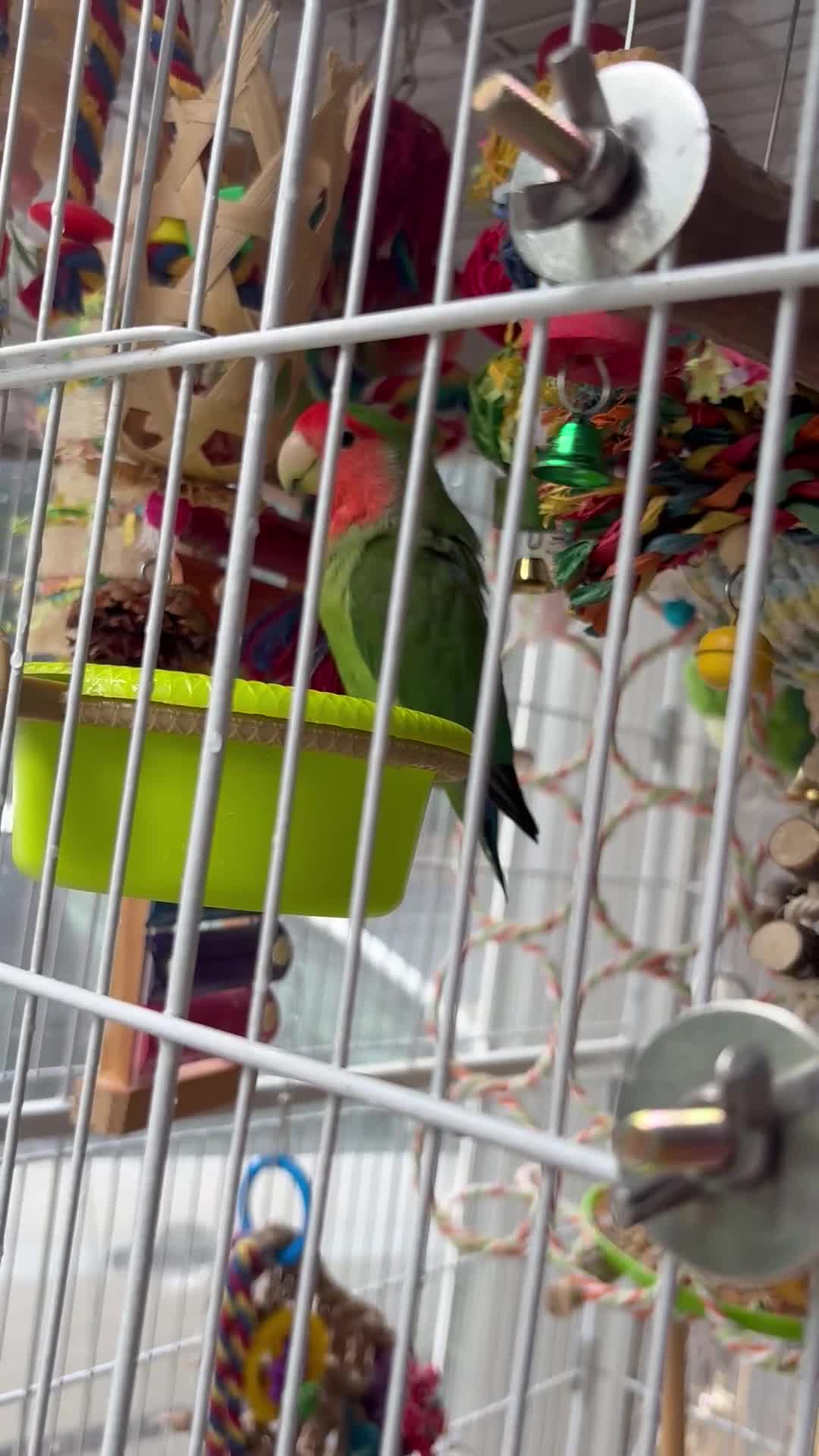 Lovebirds birds for sale: Pair of lovebirds  - Video 1