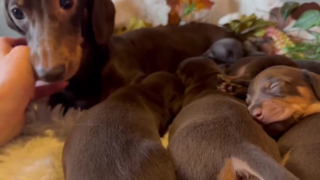 Miniature Dachshund dogs for sale: KC Miniature dachshund chocolate and tan puppies!  - Video 1