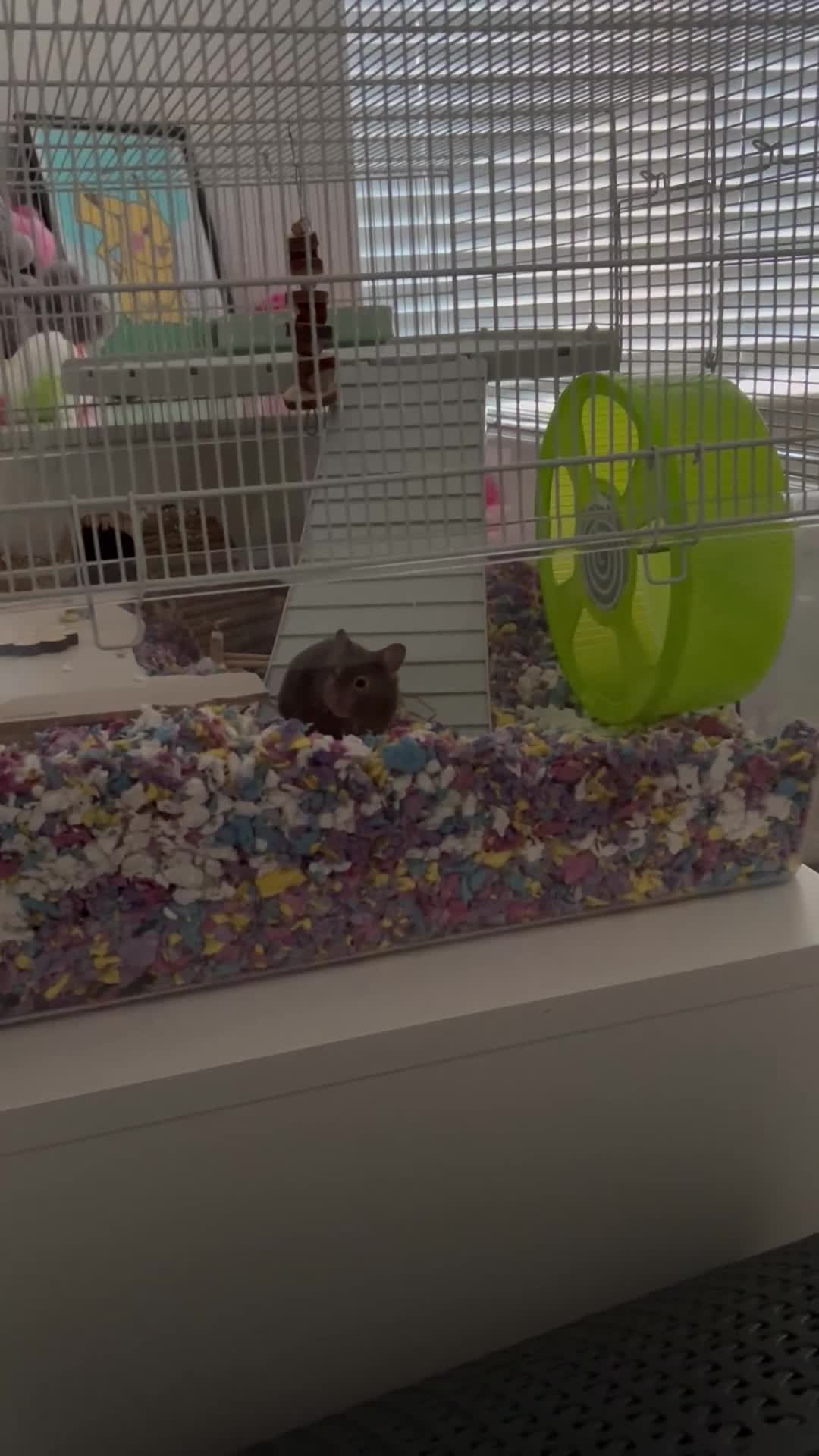 Hamster rodents for sale: Female Syrian hamster - Video 3