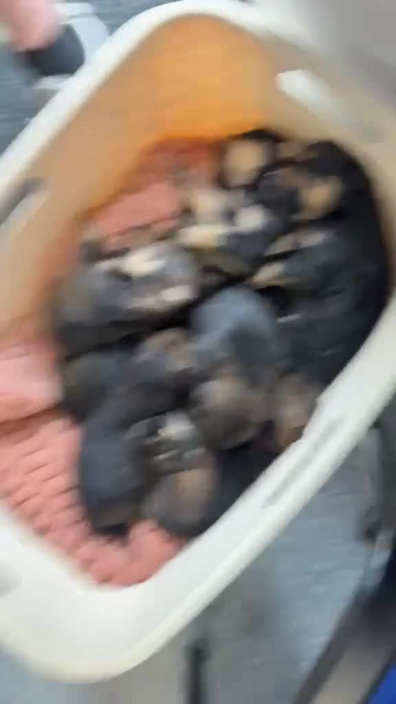 Mixed Breed dogs for sale: rottweiler and German Shepherd puppies - Video 3