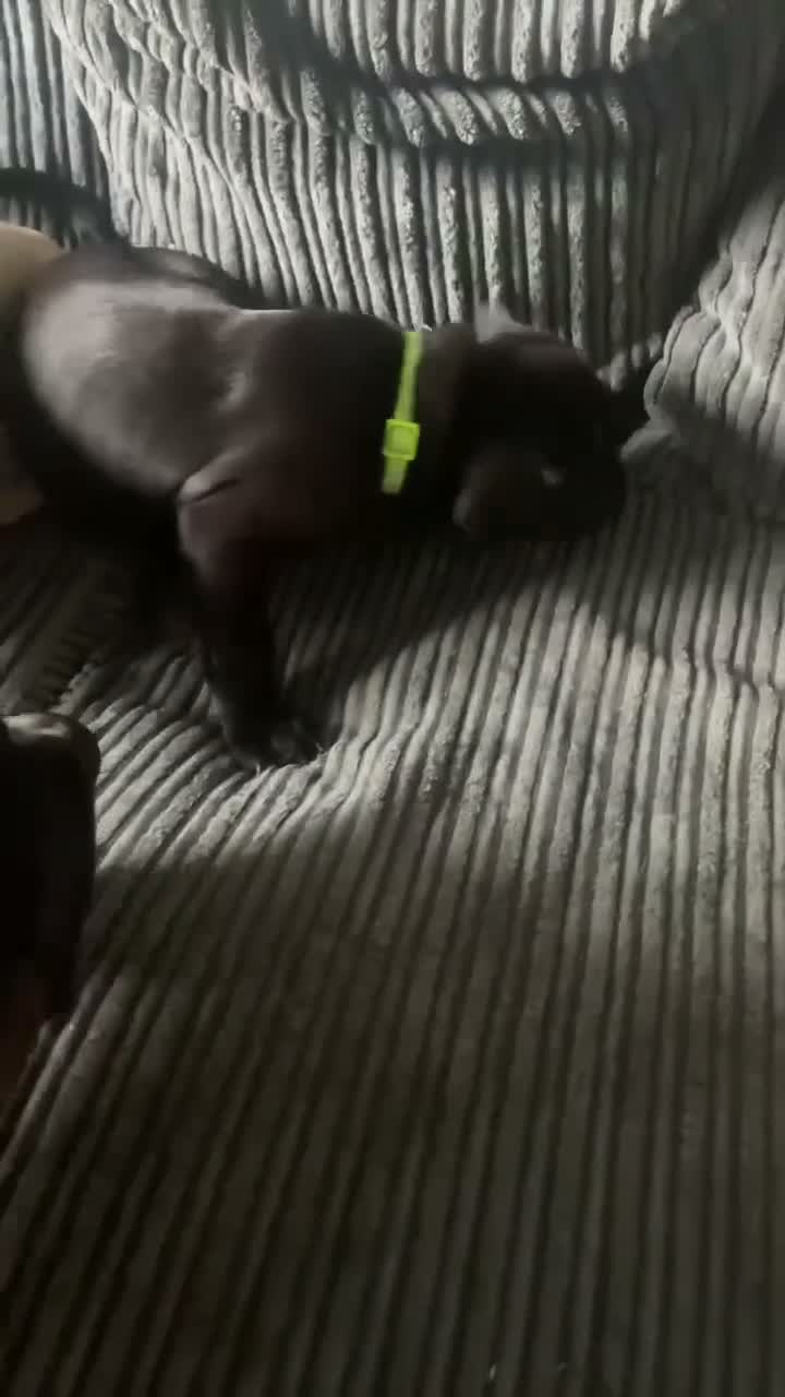 Mixed Breed dogs for sale: 1 Male - 1 Female - Video 1