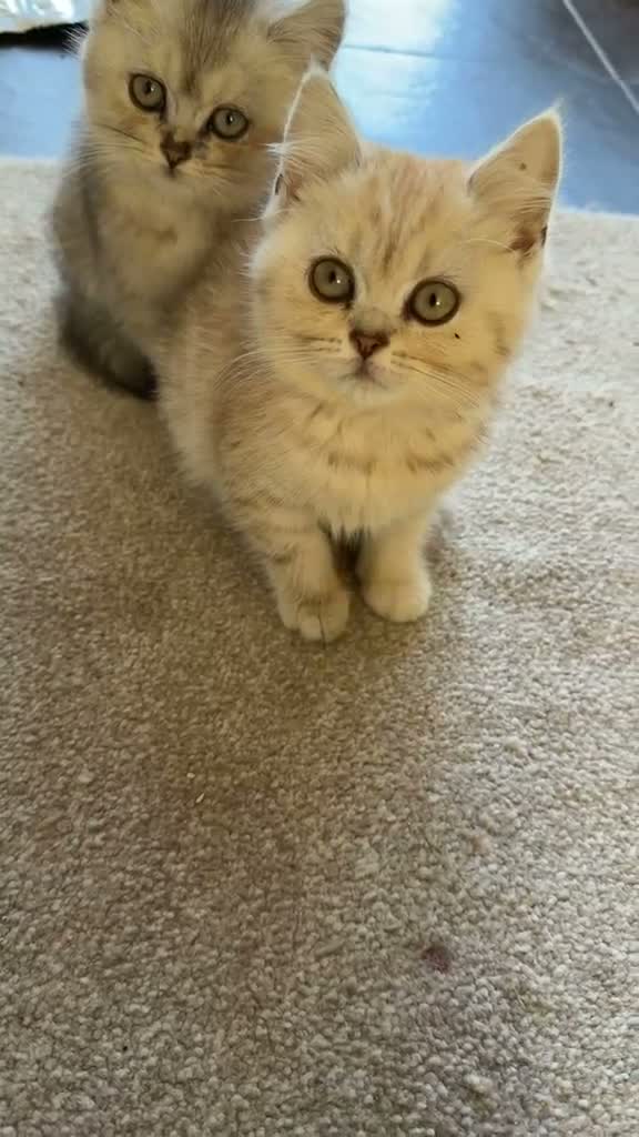 Mixed Breed cats for sale: Biscouf  - Video 2