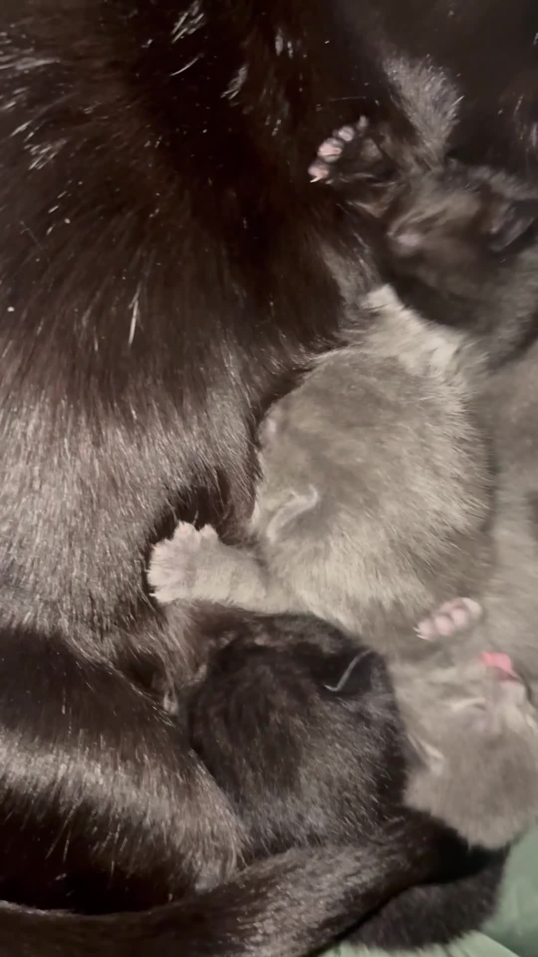 Mixed Breed cats for sale: Blue short hair x Bombay  in Widnes - Video 1