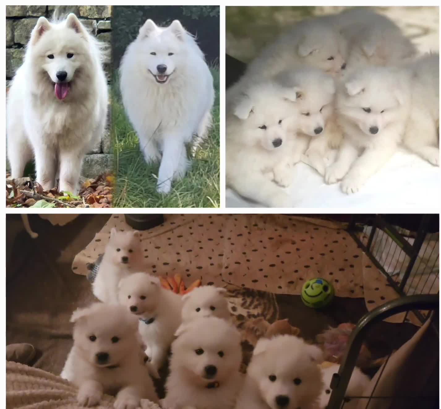 Samoyed dogs for sale: Outstanding Litter of Pedigree Samoyeds - Video 2