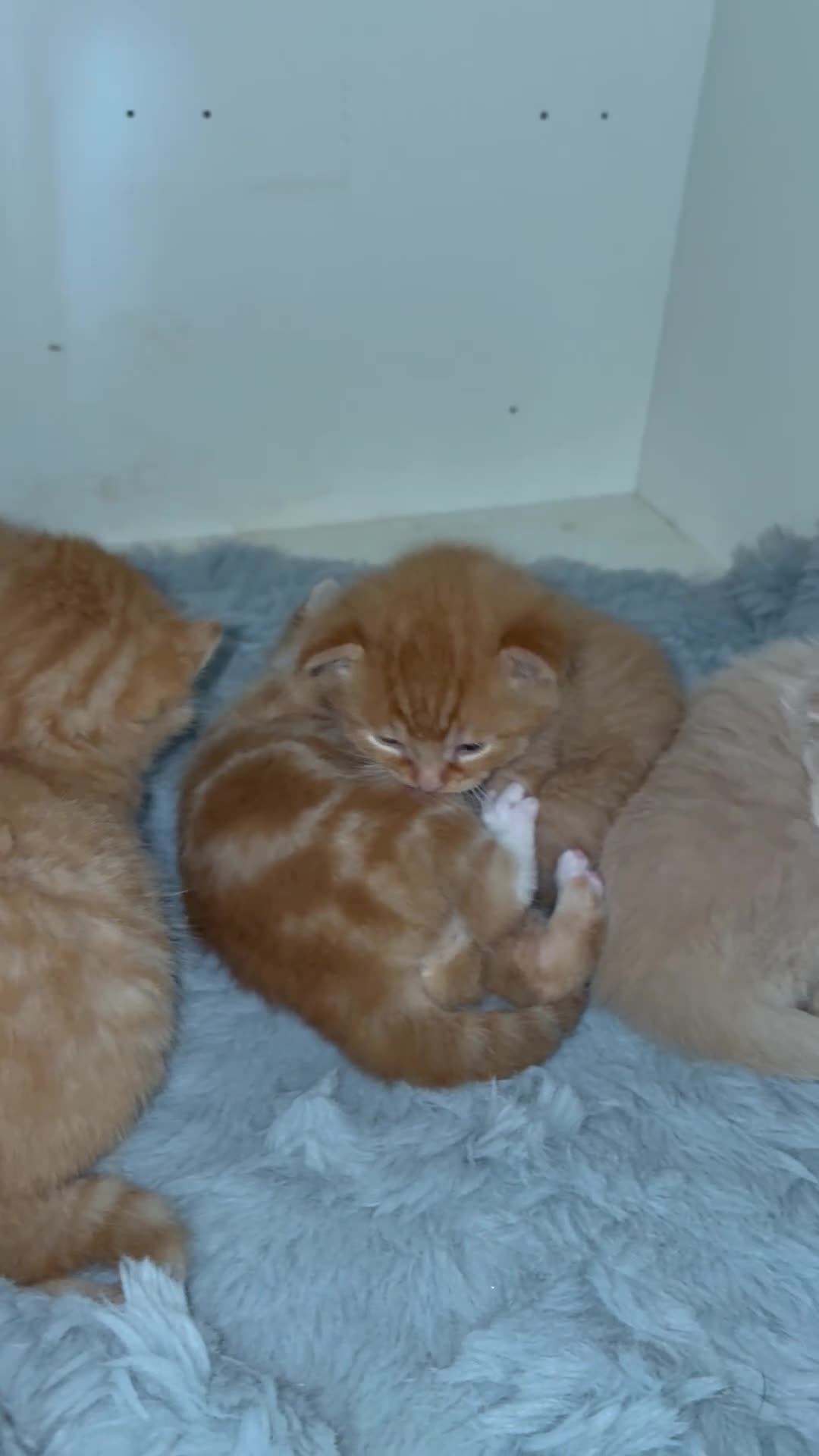 Mixed Breed cats for sale: Maine Coone x Ragdoll Full Ginger Litter - Video 4