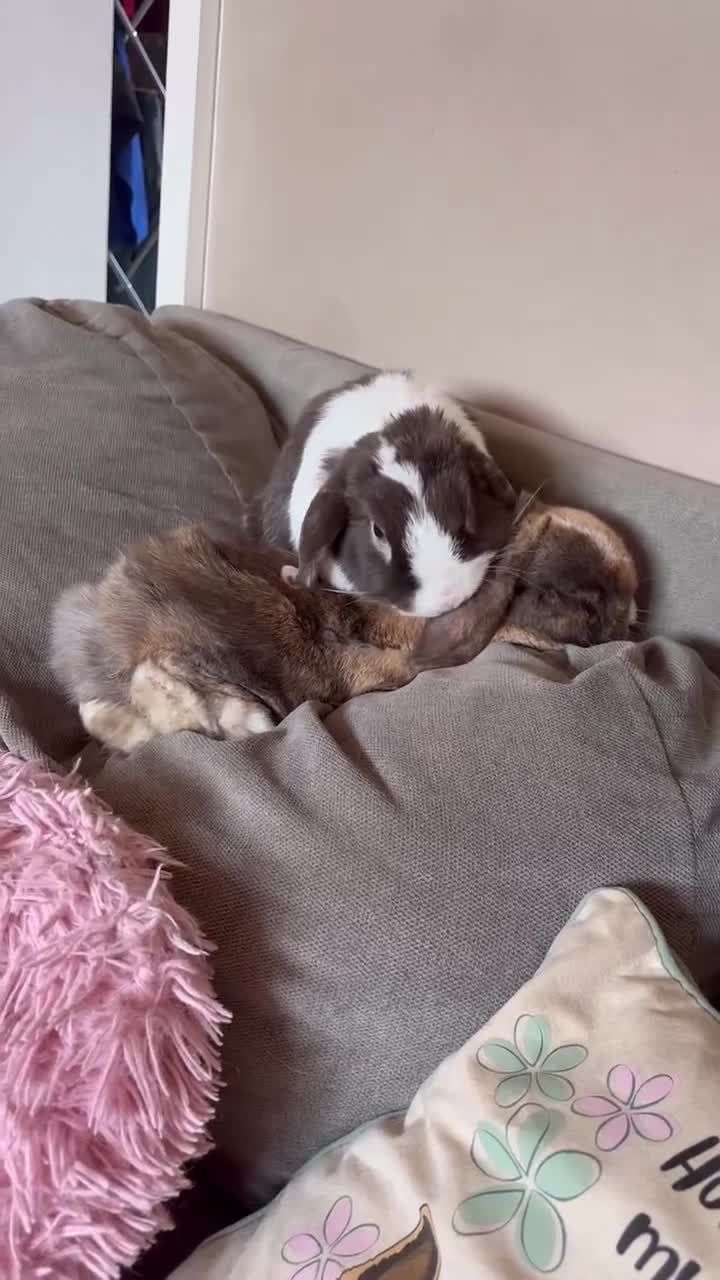 Mini Lop rabbits for sale: 🤎 Autumn & Freddo 🤎  - Video 1