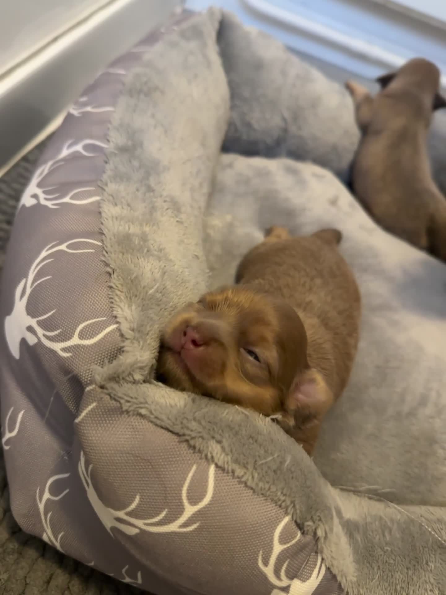 Chihuahua dogs for sale: One of a kind ChiPin Puppies - Video 2
