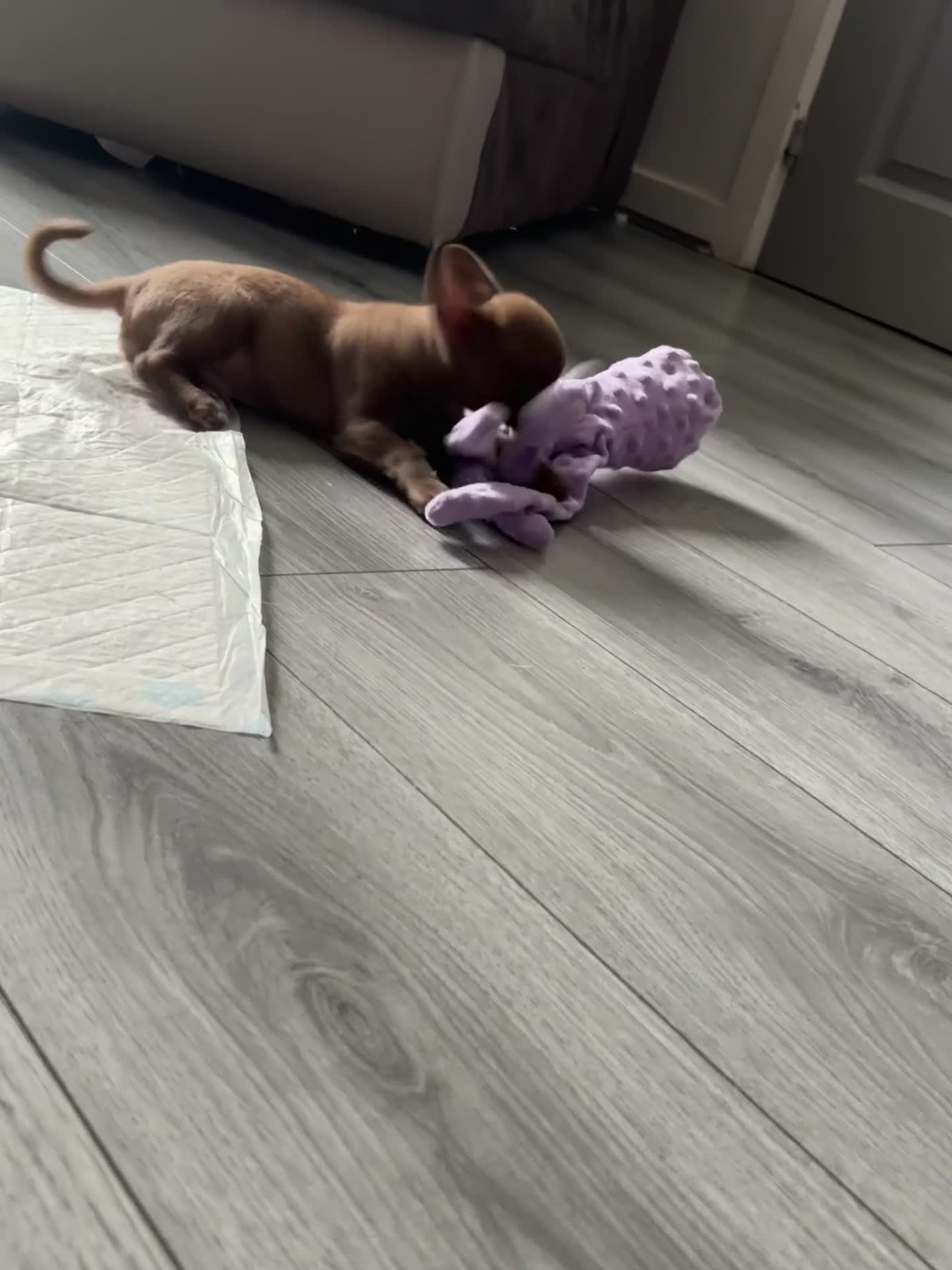 Chihuahua dogs for sale: Was my keeper, KC🩵 amazing future STUD or PET 🏡 - Video 2