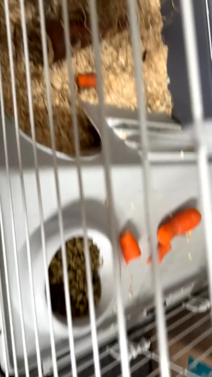Guinea Pig rodents for sale: Guinea pigs  in Stockton-on-Tees - Video 3