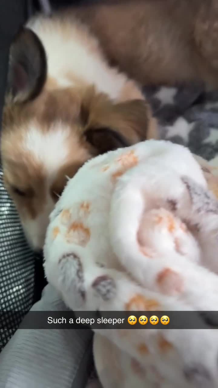 Border Collie dogs for sale: 9 week sable female border collie pup - Video 1
