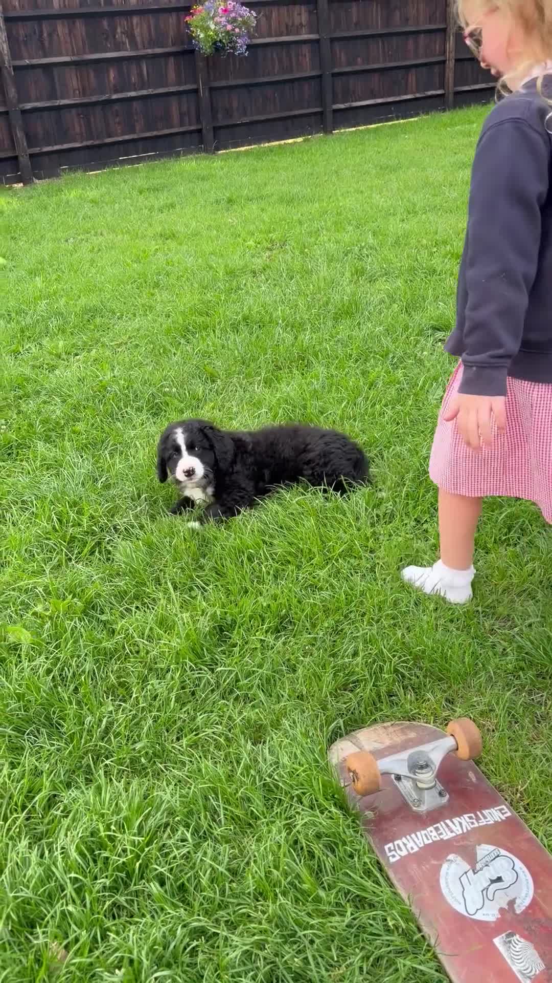 Mixed Breed dogs for sale: Labernese puppies for sale - Video 1