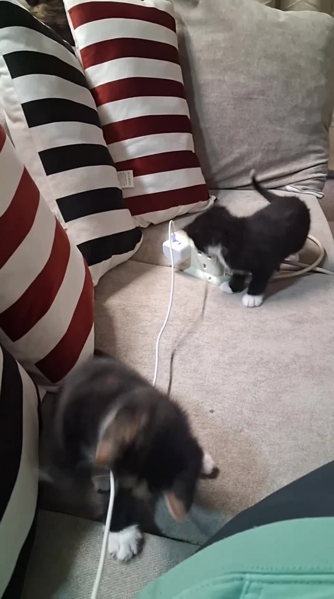 Mixed Breed cats for sale: 3 female 2 male kitten - Video 1