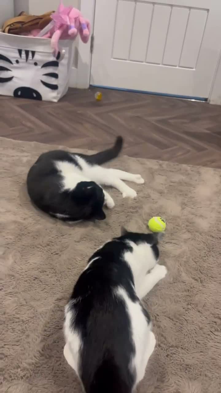 Mixed Breed cats for sale: 2 gorgeous boys  - Video 1