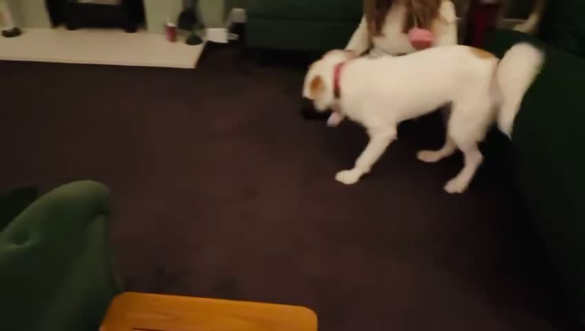 Mixed Breed dogs for sale: Sweet Dorothy looking for her family - Video 2