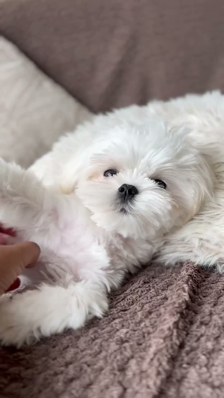 Maltese dogs for sale: Adorable Miniature Maltese Boy - Video 1