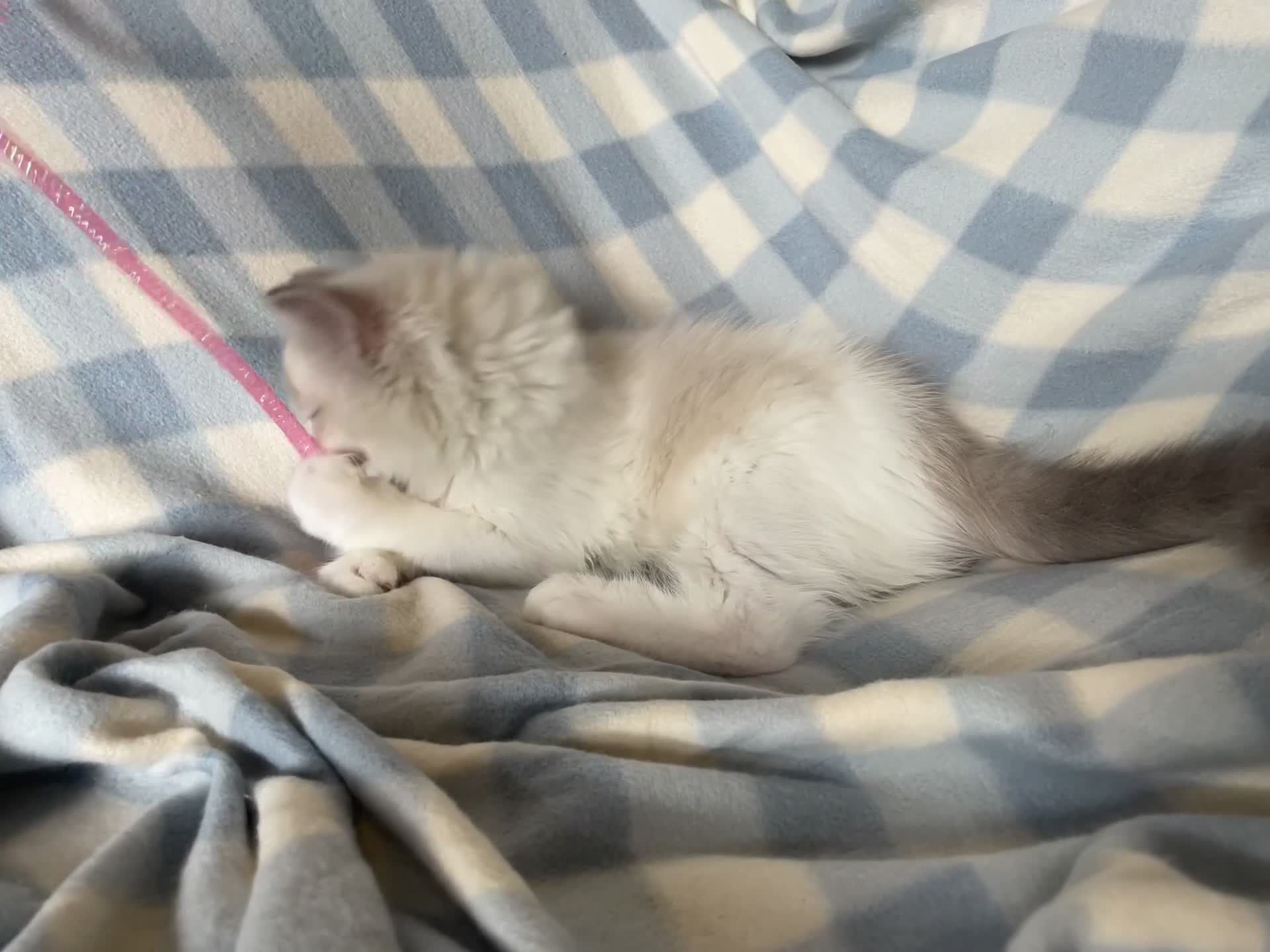Ragdoll cats for sale: 🌸Extensively health tested Tica Ragdoll kitten🌸 - Video 2