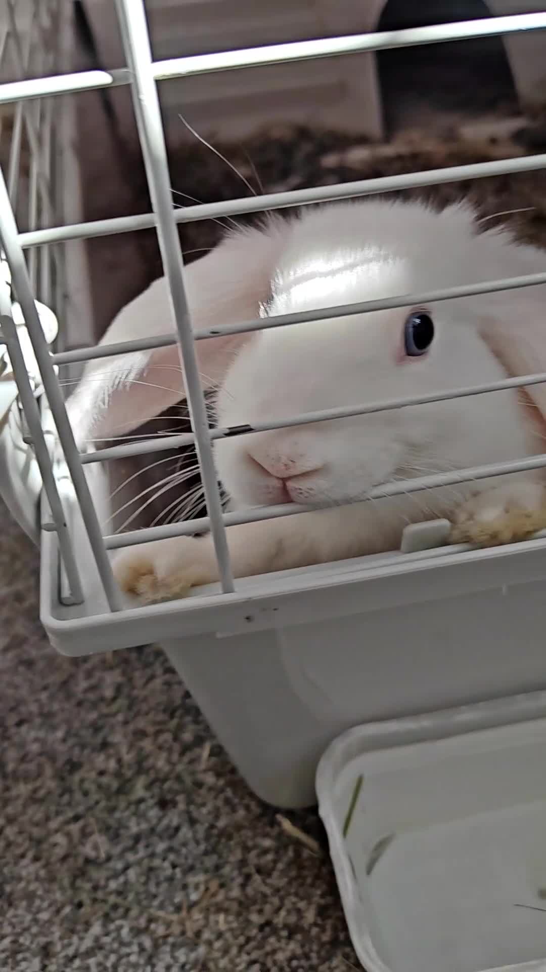 Mini Lop rabbits for sale: Beautiful 11-week-old Blue-eyed Lop Bunny for Sale in Sidcup - Video 1