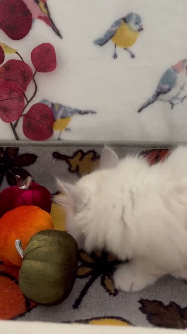 Siberian cats for sale: GCCF Registered Pedigree Siberian Kittens - Video 1