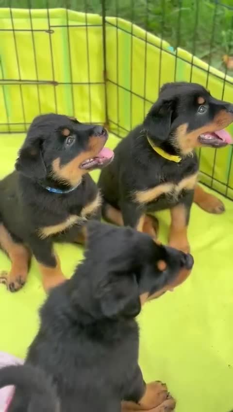 Mixed Breed dogs for sale: Rottweiler x German Shepherd pups ready to go  - Video 2