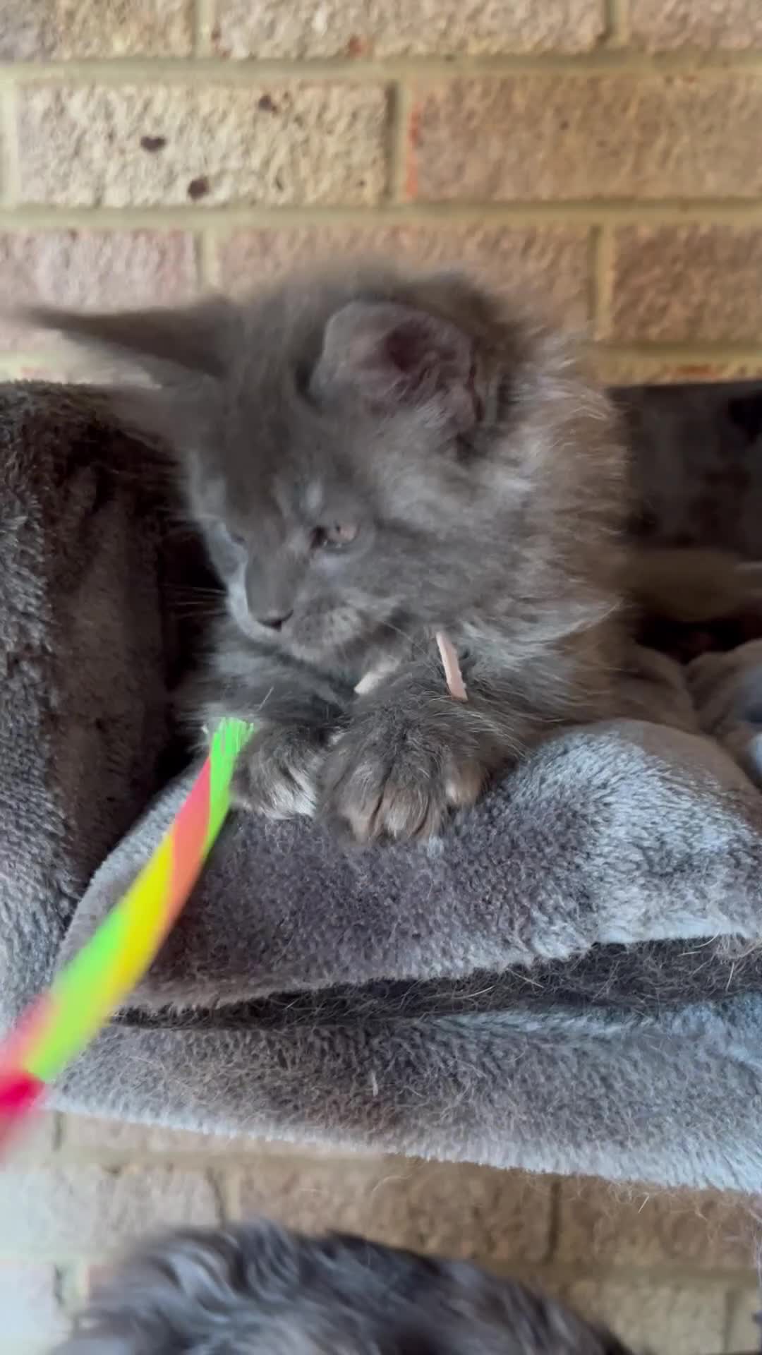 Maine Coon cats for sale: Pure Breed Maine Coon Kittens - Video 5