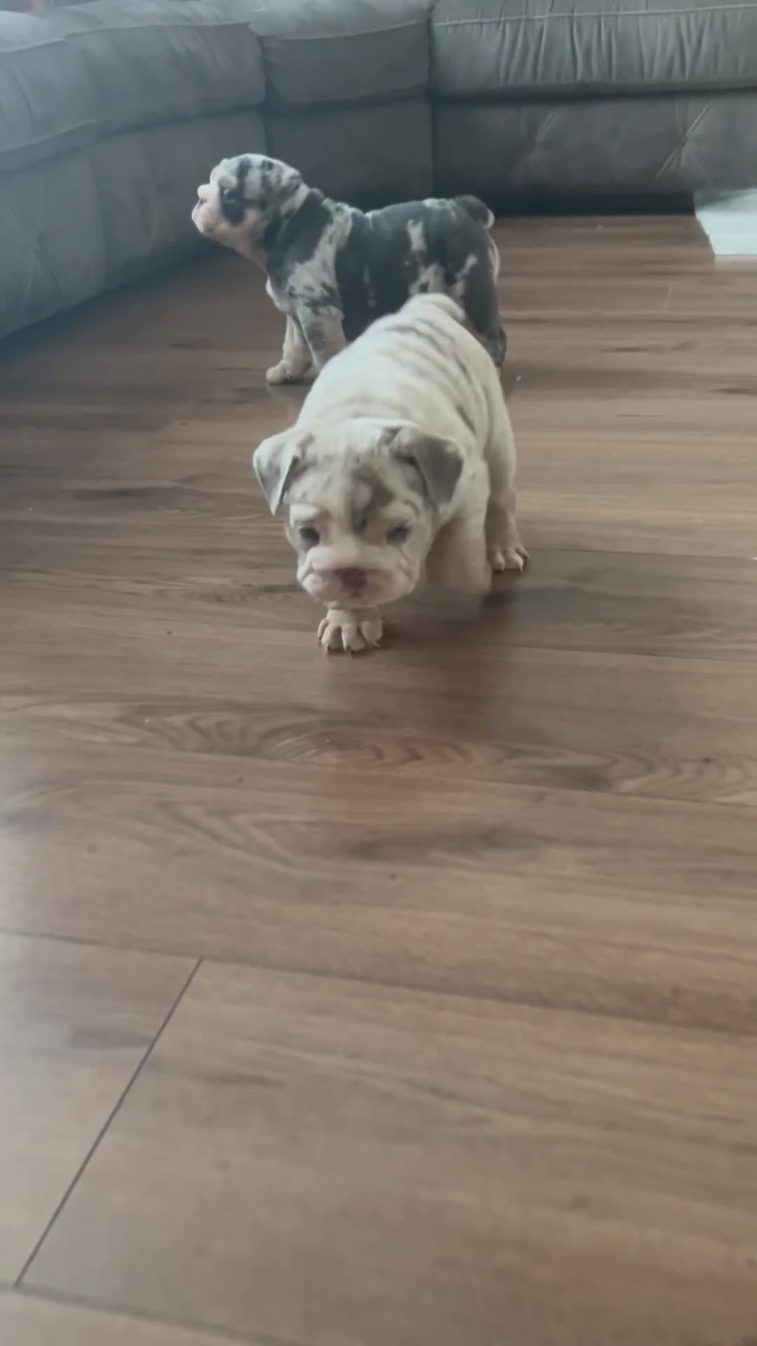 English Bulldog dogs for sale: LAST BOY ENGLISH BULLDOG PUP in South Ockendon - Video 1
