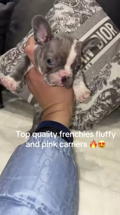 French Bulldog dogs for sale: 3 beautiful KC French bulldog puppy’s she sale !😍 - Video 1