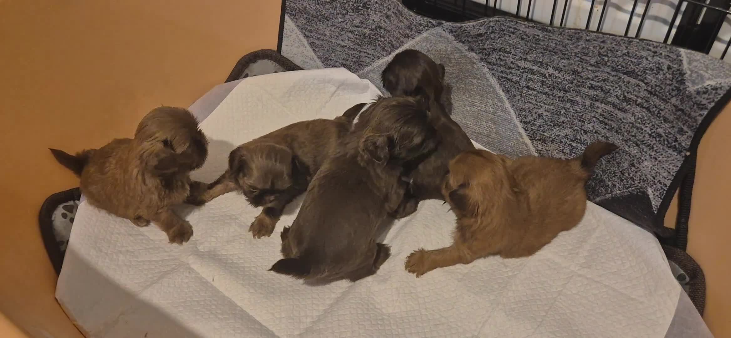 Shih Tzu dogs for sale: Last Karashishi imperial boy available ❤️ - Video 2