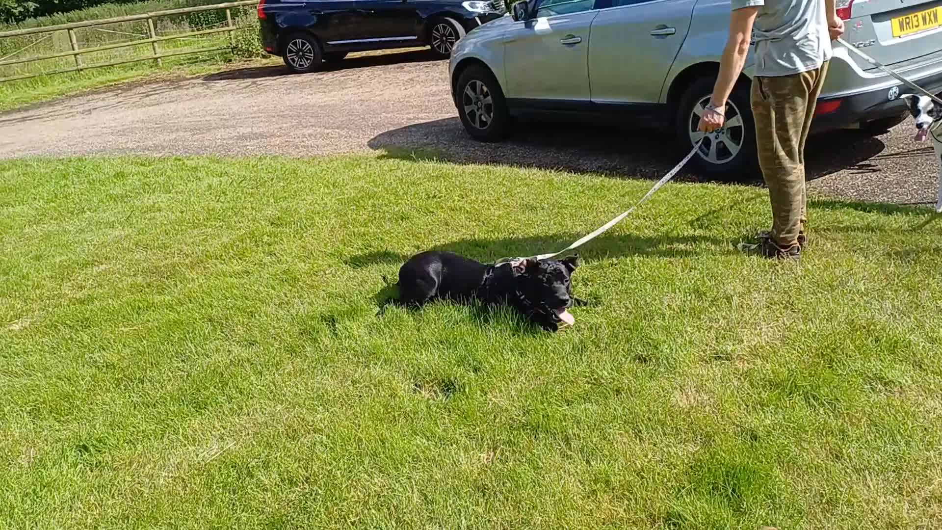 Mixed Breed dogs for adoption: SHEAMUS - a handsome boy for an experienced Owner - Video 3