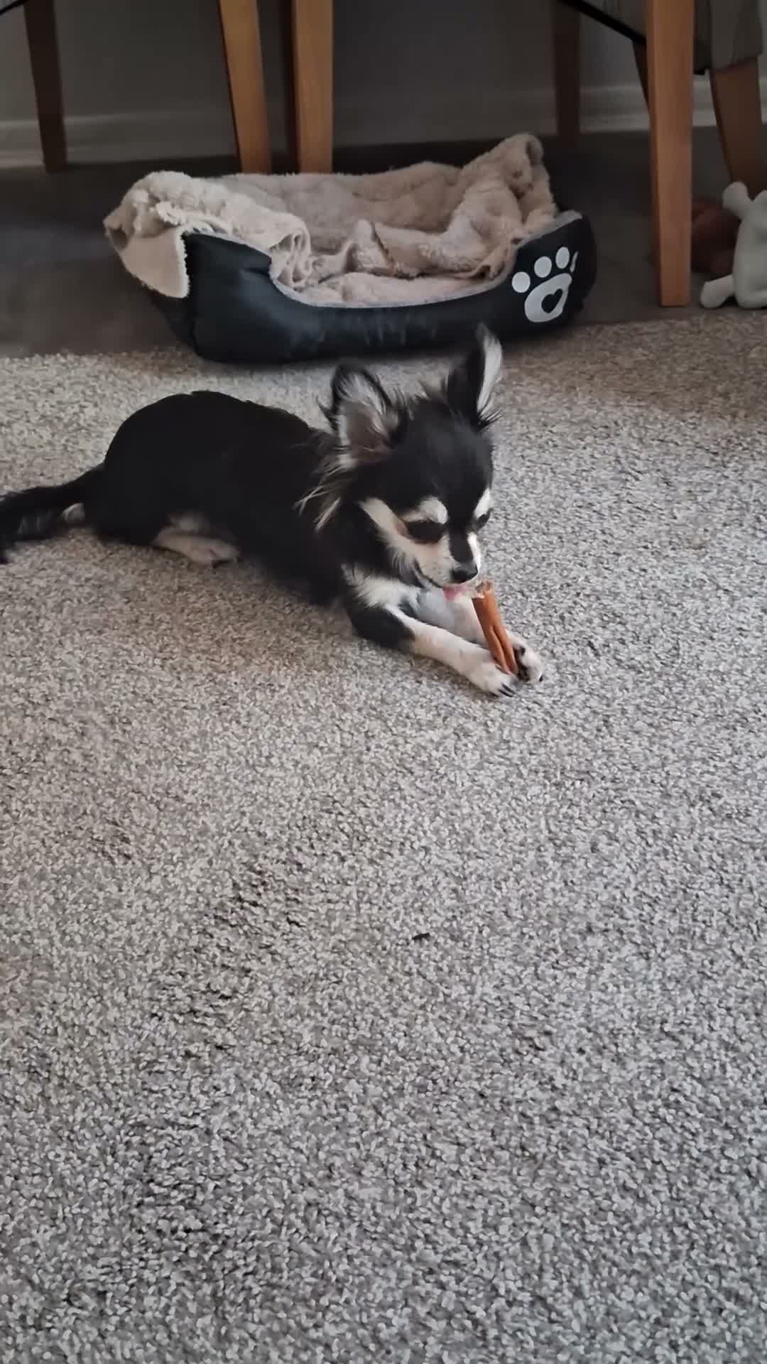 Chihuahua dogs for sale: Small Chihuahua - Video 2