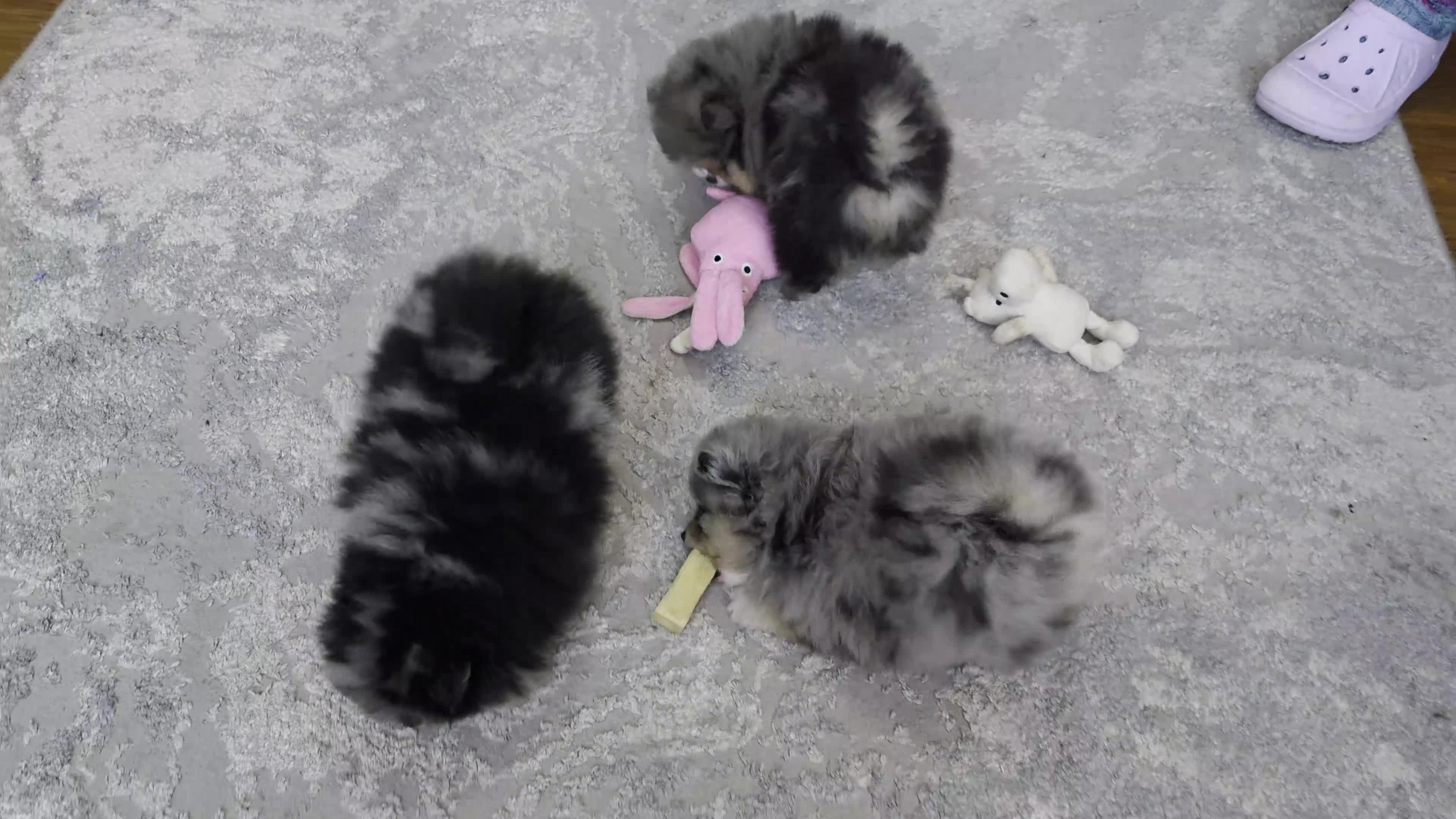 Pomeranian dogs for sale: Stunning Rare Merle Pomeranian - Video 2