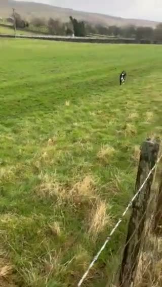 Border Collie dogs for sale: dog for sale - Video 1