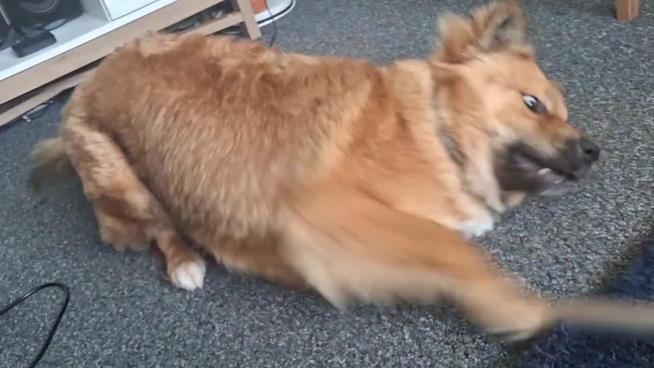 Mixed Breed dogs for sale: Malamute X Akita Mix called Kaiser  in Pontypool - Video 3