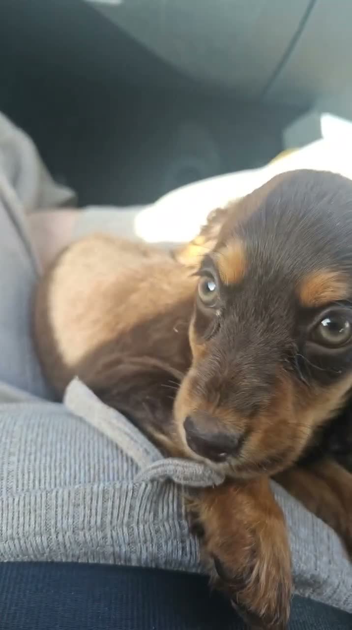 Cocker Spaniel dogs for sale: Cocker spaniel female  - Video 2