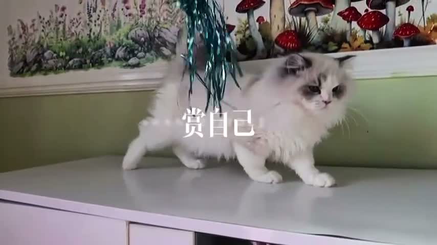 Ragdoll cats for sale: EU Sweet face Ragdoll TICA  - Video 1