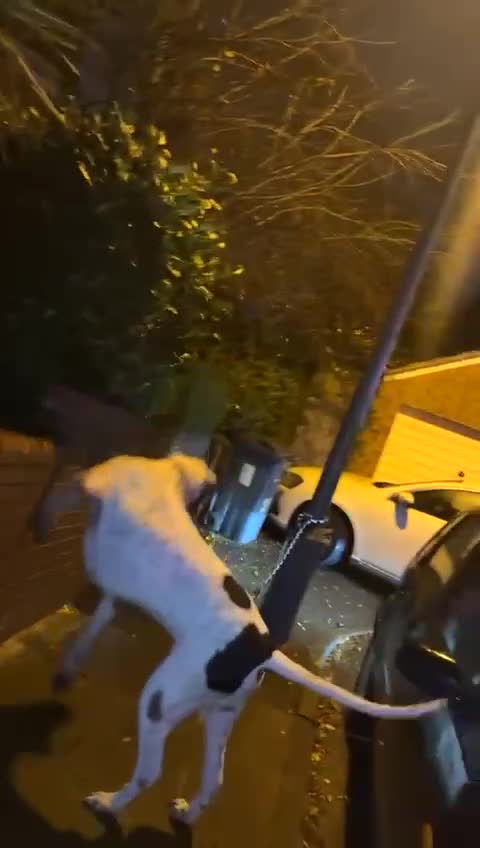 Mastiff dogs for sale: bully kutta male - Video 4