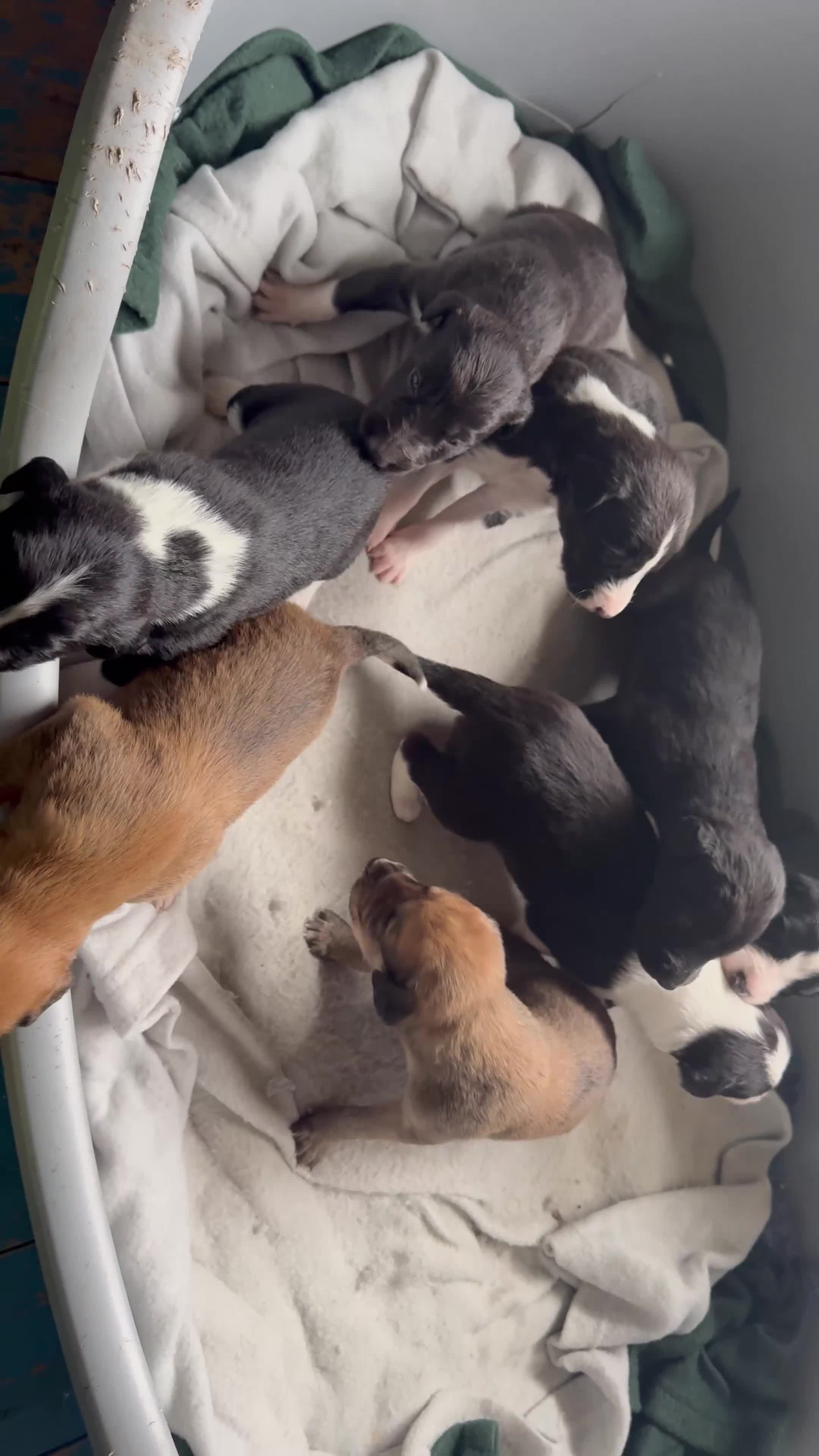Mixed Breed dogs for sale: Saluki Greyhound puppies - Video 1