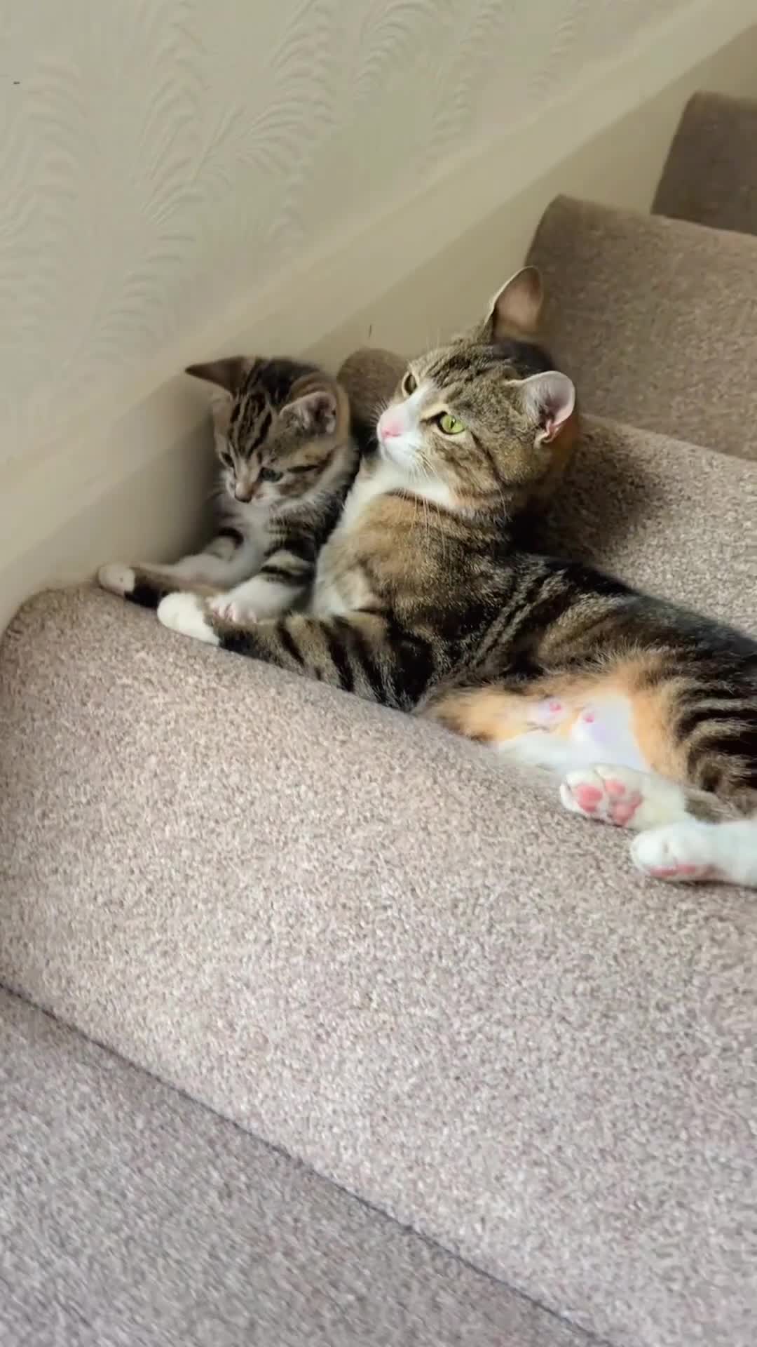 Arctic Curl cats for sale: Tabby - Video 1