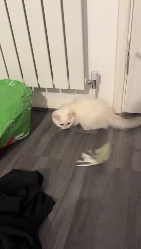 British Shorthair cats for sale: Beautiful golden white British short hair  - Video 1