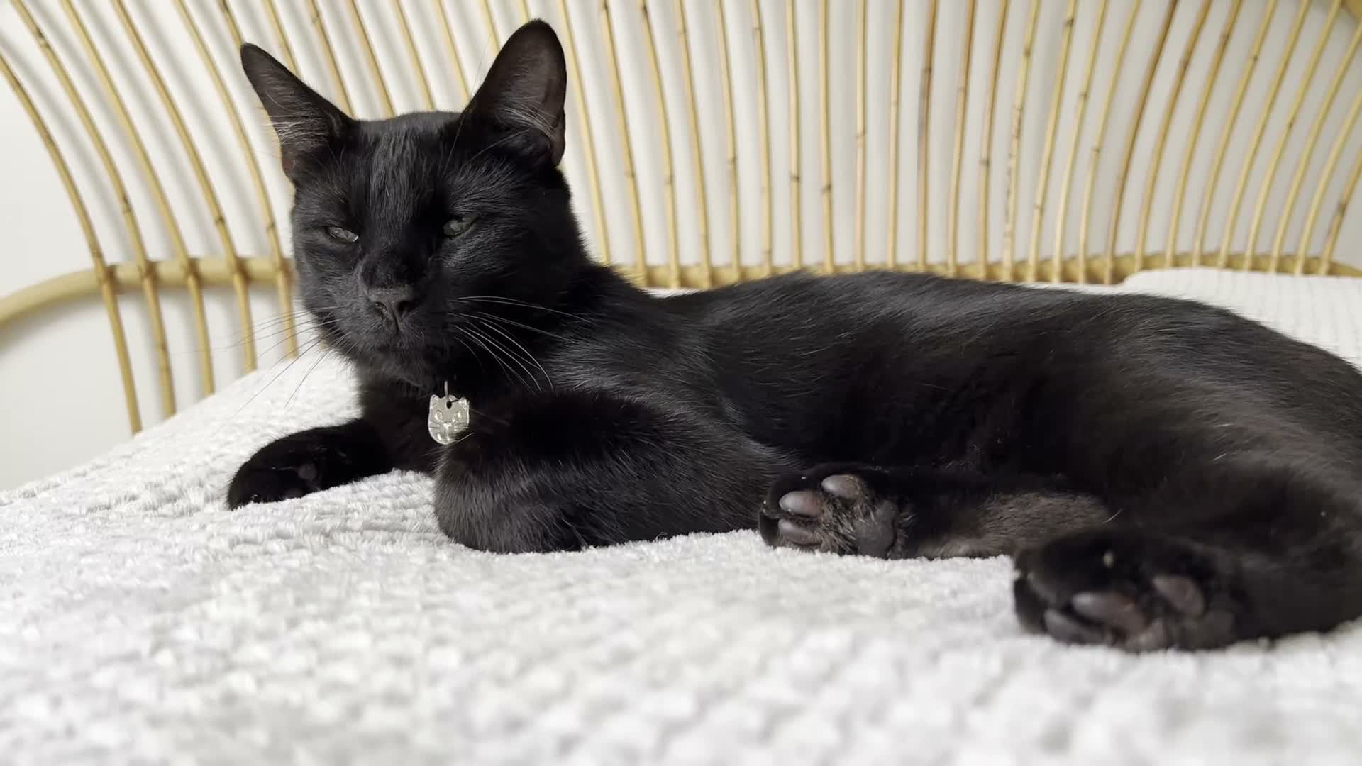 Bengal cats for sale: Fendi & Bagheera–Beautiful, Loving Bengal Pair - Video 4