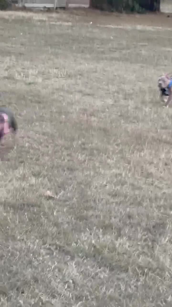 American Bully dogs for sale: Pocket bully pup - Video 1