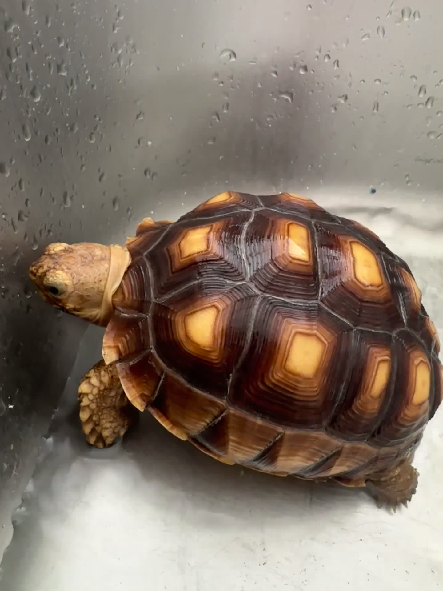 Tortoise reptiles for sale: Sulcata tortoise - Video 2
