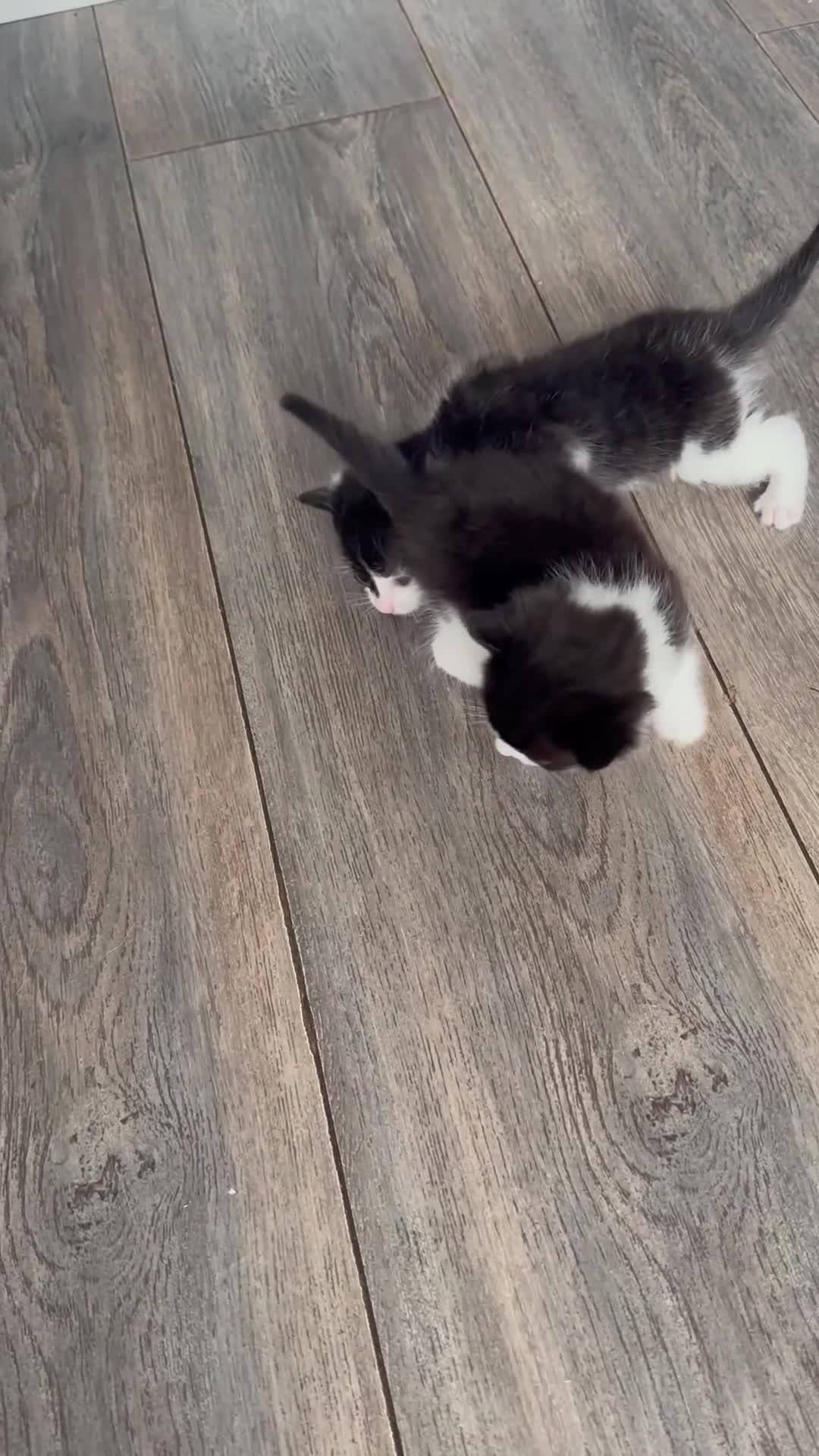 Domestic Shorthair cats for sale: X2 litters - Video 1