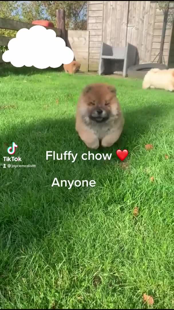 Chow Chow dogs for stud: Stunning chow chow in Lanark - Video 1