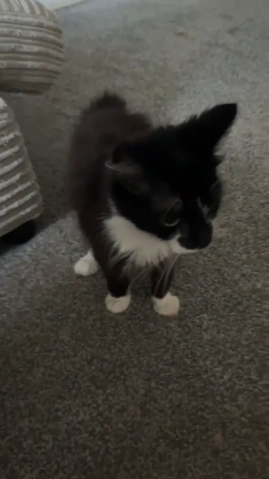 Mixed Breed cats for sale: Our tuxedo cat Harry  - Video 1