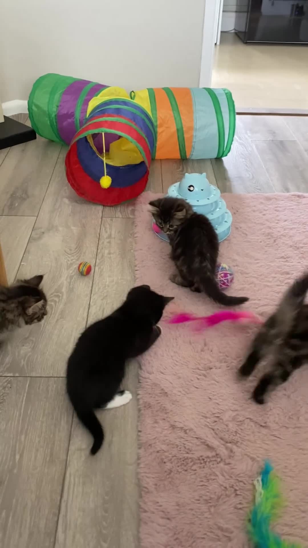 British Longhair cats for sale: 4 adorable kittens - Video 3