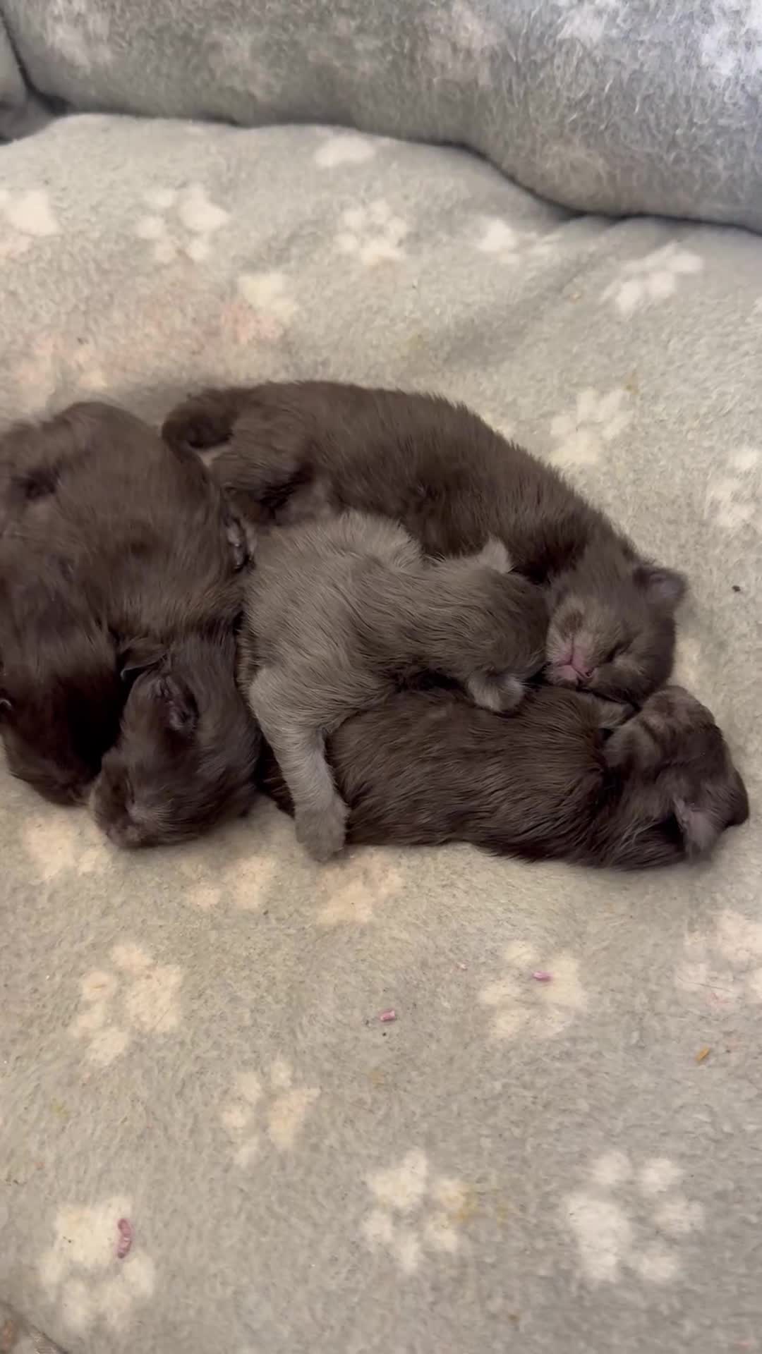 Maine Coon cats for sale: Black Smoke & Blue Smoke Maine Coon Kittens - Video 1